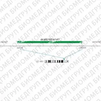 ДЛЯ КЛИЕНТОВ из США. SureFISH Chr14 CEP 536кб P20 GR. CEP 14, номер копии, 20 тестов, FITC, концентрат, ручное использование