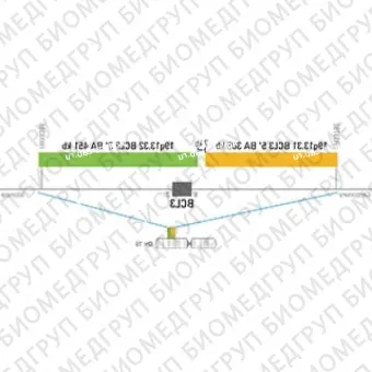 ДЛЯ КЛИЕНТОВ из США. SureFISH 19q13.31 BCL3 5 BA 305kb 20 RD. BCL3, Break Apart, 20 тестов, Cy3, Концентрат, Ручное использование