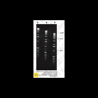 Агароза, низкий EEO, LM, легкоплавкая, Genetic Quality Tested, Импорт, 1925.0250, 250 г