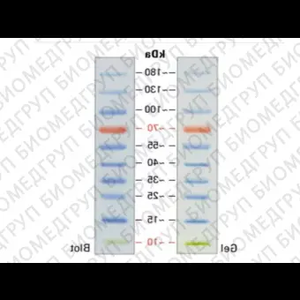 Маркер молекулярного веса белков, 10180 кДа, предокрашенный, Servicebio, Китай, G26616250UL, 250 мкл
