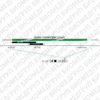 ДЛЯ КЛИЕНТОВ ЗА ПРЕДЕЛАМИ США. SureFISH 16p13.1 NDE1MYH11 445kb P20 GR