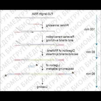 Набор для прямого секвенирования кДНК, Direct cDNA Sequencing Kit, Oxford Nanopore Technologies, SQKDCS109