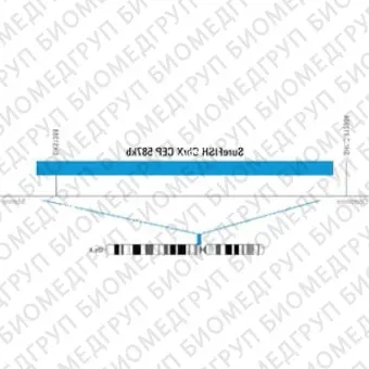 ДЛЯ КЛИЕНТОВ из США. SureFISH ChrX CEP 587кб P20 BL. CEP X, Копийный номер, 20 тестов, Аква, Концентрат, Ручное использование