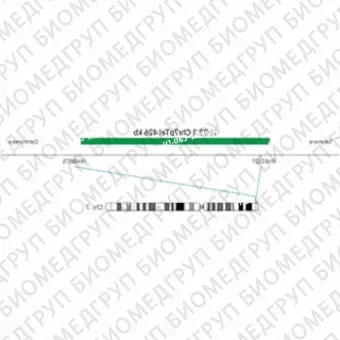 ДЛЯ КЛИЕНТОВ из США. SureFISH 7p22.3 Chr7pTel 426кб P20 ГР. Теломеры Chr7p, Номер копии, 20 тестов, FITC, Концентрат, Ручное использование