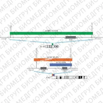 ДЛЯ КЛИЕНТОВ ЗА ПРЕДЕЛАМИ США. SureFISH 9q34.11 ASS1 367kb P20 BL