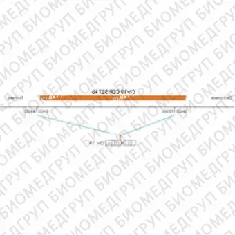 ДЛЯ КЛИЕНТОВ из США. SureFISH Chr19 CEP 527 КБ P20 RD. CEP 19, Номер копии, 20 тестов, Cy3, Концентрат, Ручное использование