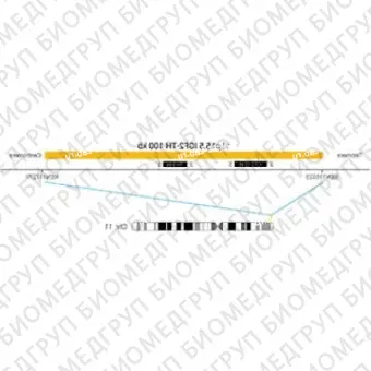 ДЛЯ КЛИЕНТОВ из США. SureFISH 11p15.5 IGF2TH 100кб P20 RD. IGF2TH, Копийный номер, 20 тестов, FITC, Концентрат, Ручное использование