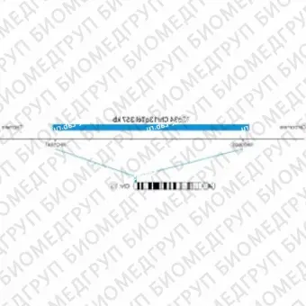 ДЛЯ КЛИЕНТОВ ЗА ПРЕДЕЛАМИ США. SureFISH 13q34 Chr13qTel 357kb P20 BL