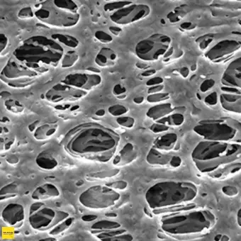 Фильтр, Экспресс, d пор 0,22 мкм, d мембраны 90 мм, 50 шт., Merck Millipore, GPWP09050