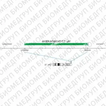 ДЛЯ КЛИЕНТОВ из США. SureFISH 16p13.3 Chr16pTel 428кб P20 ГР. Теломер Chr16p, Номер копии, 20 тестов, FITC, Концентрат, Ручное использование