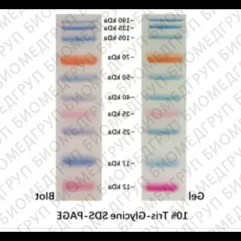 Маркер молекулярного веса белков, 19190 кДа, предокрашенный, Servicebio, Китай, G2082250UL, 250 мкл