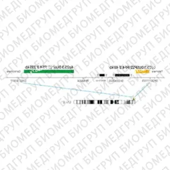 ДЛЯ КЛИЕНТОВ из США. SureFISH 6p25.3 DUSP22IRF4 5 BA 48кб P20 RD. DUSP22IRF4, Break Apart, 20 тестов, Cy3, концентрат, ручное использование