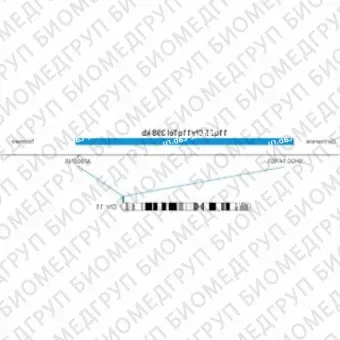 ДЛЯ КЛИЕНТОВ ЗА ПРЕДЕЛАМИ США. SureFISH 11q25 Chr11qTel 398kb P20 BL