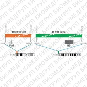 ДЛЯ КЛИЕНТОВ ЗА ПРЕДЕЛАМИ США. SureFISH 16q23.2 MAF DF 850kb P20 RD