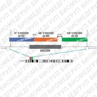 ДЛЯ КЛИЕНТОВ из США. SureFISH 3q26.2 MECOM 5 TC 437кб P20 BL. MECOM, Break Apart, 20 тестов, Аква, Концентрат, Ручное использование