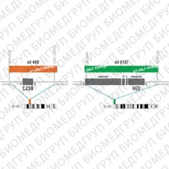 ДЛЯ КЛИЕНТОВ из США. SureFISH IGH BCL2 DF P20. IGHBCL2, Dual Fusion, 20 тестов, Cy3FITC, концентрат, ручное использование