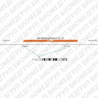 ДЛЯ КЛИЕНТОВ из США. SureFISH 10q26.3 Chr10qTel 391кб P20 RD. Теломер Chr10q, Номер копии, 20 тестов, Cy3, Концентрат, Ручное использование