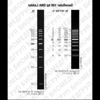 Маркер длин ДНК GeneRuler 100 bp, 10 фрагментов от 100 до 1000 п.н., 0,5 мкг/мкл, Thermo FS, SM0241, 50 мкг