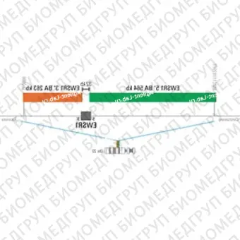 ДЛЯ КЛИЕНТОВ из США. SureFISH 22q12.2 EWSR1 5 BA 564кб P20 GR. EWSR1, Break Apart, 20 тестов, FITC, концентрат, ручное использование