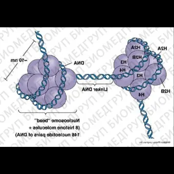 Набор Methylated DNA MeDIP Kit  DNA, для иммунопреципитации, Abcam, ab11713348, 48 тестов