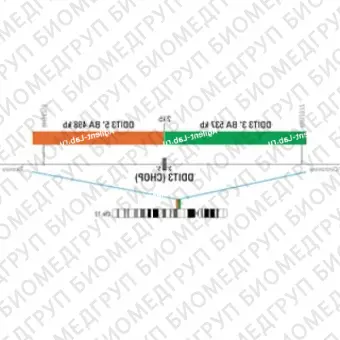 ДЛЯ КЛИЕНТОВ из США. SureFISH 12q14 DDIT3 5 BA 498kb P20 RD. DDIT3, Break Apart, 20 тестов, FITC, Концентрат, Ручное использование