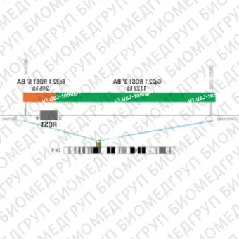 ДЛЯ КЛИЕНТОВ ЗА ПРЕДЕЛАМИ США. SureFISH 6q22.1 ROS1 3 BA 1132kb P20 GR