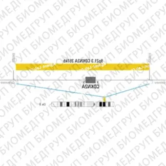 ДЛЯ КЛИЕНТОВ ЗА ПРЕДЕЛАМИ США. SureFISH 9p21.3 CDKN2A 351kb P100 GO