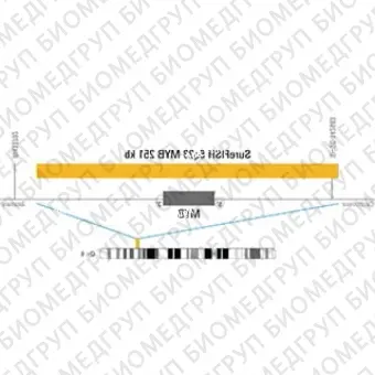 ДЛЯ КЛИЕНТОВ из США. SureFISH 6q23 MYB 251 КБ P20 RD. MYB, Номер копии, 20 тестов, Cy3, Концентрат, Ручное использование