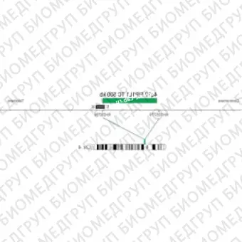 ДЛЯ КЛИЕНТОВ ЗА ПРЕДЕЛАМИ США. SureFISH 4q12 FIP1L1 TC 500kb P20 GR