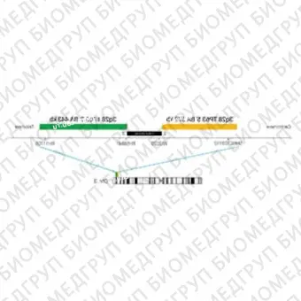 ДЛЯ КЛИЕНТОВ из США. SureFISH 3q28 TP63 3146 BA 443кб P20 GR. TP63, Break Apart, 20 тестов, FITC, Концентрат, Ручное использование