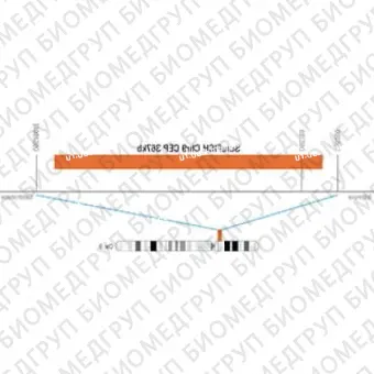 ДЛЯ КЛИЕНТОВ из США. SureFISH Chr9 CEP 367кб P20 RD. CEP 9, Номер копии, 20 тестов, Cy3, Концентрат, Ручное использование