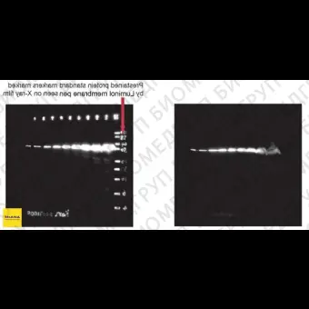 Маркер хемилюминесцентный для маркировки блота Optiblot Luminol Membrane Pen, Abcam, ab166858, 1 шт