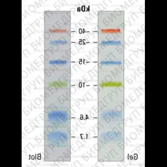 Маркеры молекулярной массы белков Spectra Multicolor, окрашенные, 1,740 кДа, 1 х 250 мкл