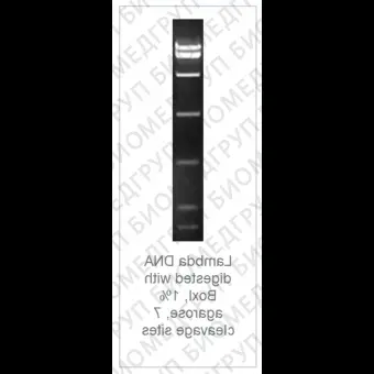 Эндонуклеаза рестрикции BoxI Fast Digest для ускоренного гидролиза ДНК, Fermentas, Thermo FS, FD1434, 100 реакций