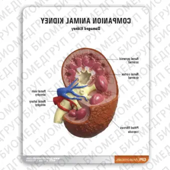 Анатомическая модель почки 9210