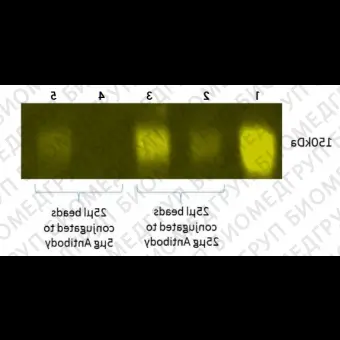 Набор для конъюгации антител с магнитными частицами Magnetic Conjugation Kit, Abcam, ab269890200, 200 мкг