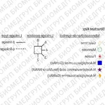 Nгликан AdvanceBio InstantQ G2/A2G2 асиало, галактозилированный биантенный комплекс Nгликан ранее ProZyme. Nгликан, меченный InstantQ, для использования с системой анализа гликанов GlyQ. Альтернативные названия гликанов: G2, G2F, A2G2, A2G42,