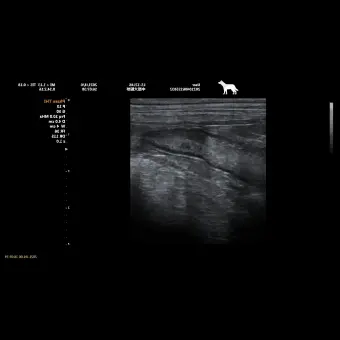 Переносной ветеринарный ультразвуковой сканер P60