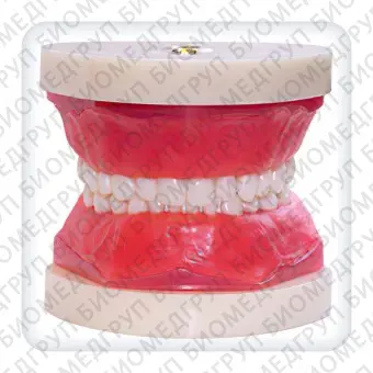 Анатомическая модель прорезывание зубов CM0011