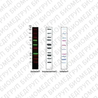 Маркеры молекулярной массы белков Precision Plus Protein WesternC с StrepTactinHRP, 250 реакций