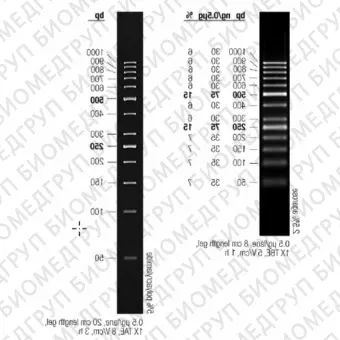 Маркер длин ДНК GeneRuler 50 bp, 13 фрагментов от 50 до 1000 п.н., готовый к применению, 0,1 мкг/мкл, Thermo FS, SM0373, 50 мкг