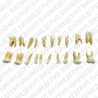 EK4T комплект из 20 сменных детских зубов для фантомной челюсти