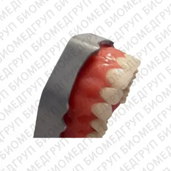 FJP28АS  модель нижней челюсти для практики прямых композитных реставраций