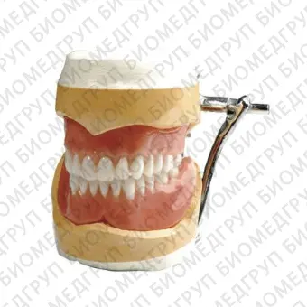 Стоматологический протез для передних зубов Elite, Premium, Economy