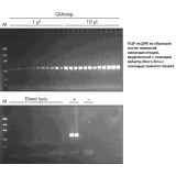 Набор для выделения ДНК из биологических образцов малого объёма QIAamp DNA Miсro Kit, Qiagen, 56304, 50 выделений