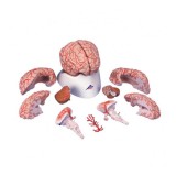 Модель мозга с артериями, 9 частей