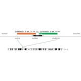 ДЛЯ КЛИЕНТОВ из США. SureFISH 2p14 MEIS1 5' BA 300кб P20 GR. MEIS1, Break Apart, 20 тестов, FITC, Концентрат, Ручное использование