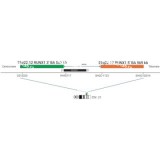 ДЛЯ КЛИЕНТОВ ЗА ПРЕДЕЛАМИ США. SureFISH 21q22.12 RUNX1 5’ BA 569kb P20 GR
