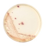 Агар хромогенный для обнаружения и подсчета колоний уропатогенных бактерий прозрачный (агар UTI прозрачный)