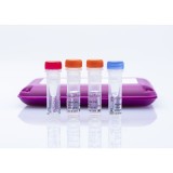 Набор реагентов virotype® ASFV для обнаружения вируса АЧС методом Real-Time PCR(24 реакции)